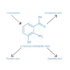 3-Hydroxy-Anthranilic acid antibody