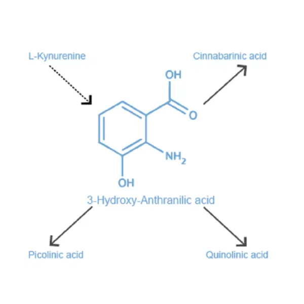 3-Hydroxy-Anthranilic acid antibody