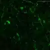 3-Methoxytyramine neuronal staining in free-floating brain sections