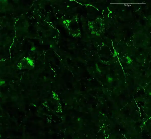 3-Methoxytyramine neuronal staining in free-floating brain sections