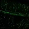 3-MT spinal cord immunostaining of whole-mount mouse embryos