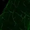 3-MT immunostaining of adult mouse cerebellum