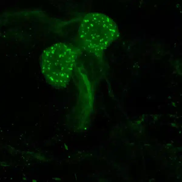Presence of serotonin in neurons of crayfish brain