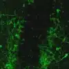 Serotonin imaging in embryonic mouse medulla