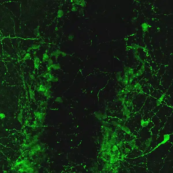 Serotonin imaging in embryonic mouse medulla