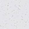 Cinnabarinic acid detection by IHC in human caudate putamen