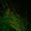 Dopamine antibody and Serotonin pAb immunostaining CNS of embryonic mouse