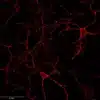 GABA immunostaining in mouse cortical primary neurons