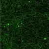 GABAergic neuronal network