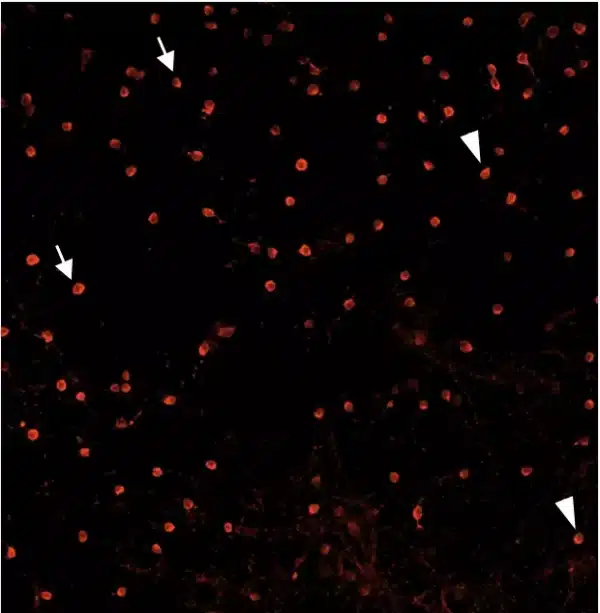 Glutamatergic cell population