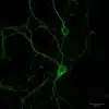 Glycine detection in primary mouse cortical neurons