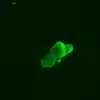 Histamine antibody - histamine detection into crayfish CNS