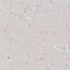 IHC validation of 3-HydroxyAnthranilic acid antibody in human brain tissue