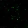 Immunofluorescence imaging of Histamine antibody in mouse midbrain