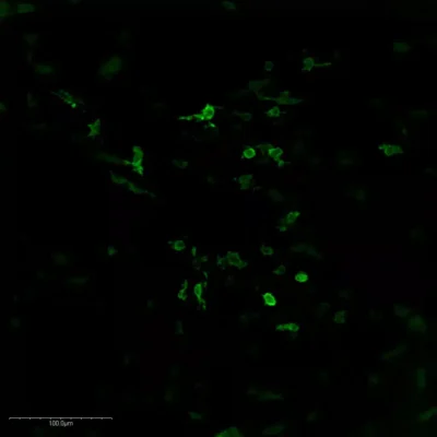 Immunofluorescence imaging of Histamine antibody in mouse midbrain