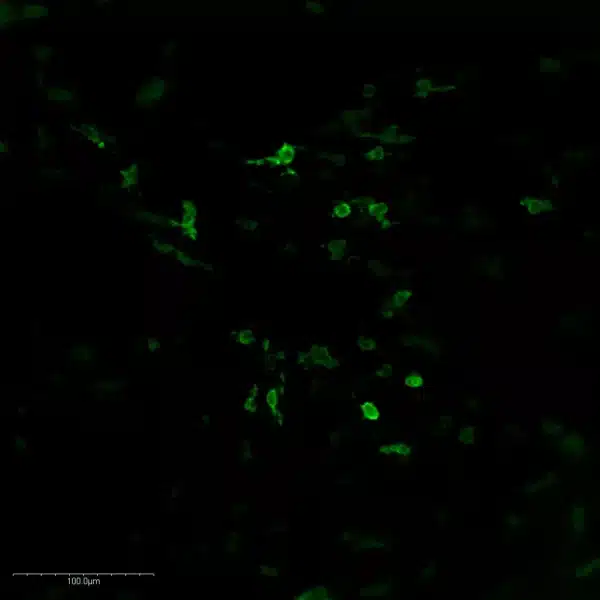 Immunofluorescence imaging of Histamine antibody in mouse midbrain