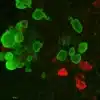 Immunolabeling of Octopaminergic and Serotoninergic neurons