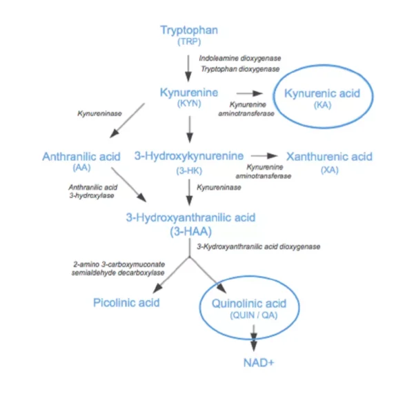 KYNA and QA along the Kynurenine Pathway