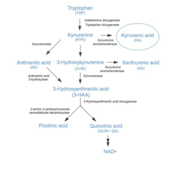 Kynurenic acid (KYNA) is a metabolite produced along the Kynurenine Pathway
