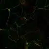 L-Glutamate and GABA in adult mouse primary cortical neurons