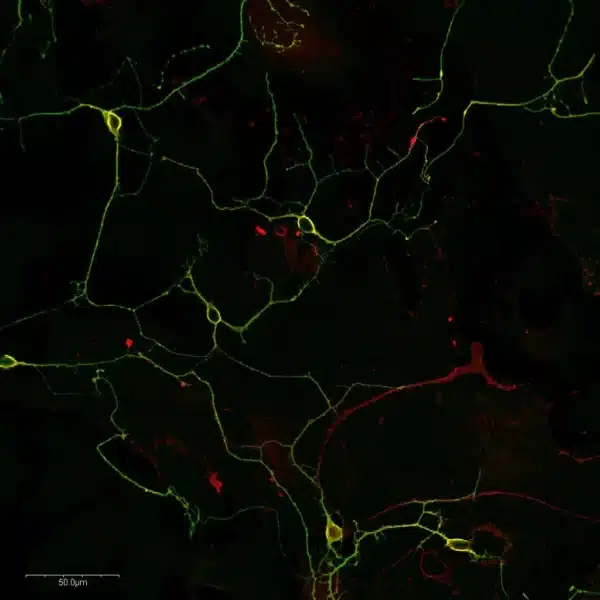 L-Glutamate and GABA in adult mouse primary cortical neurons