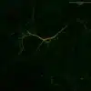L-Glutamate (green) and MAP2 (red) immunostaining of mouse cortical primary neurons culture