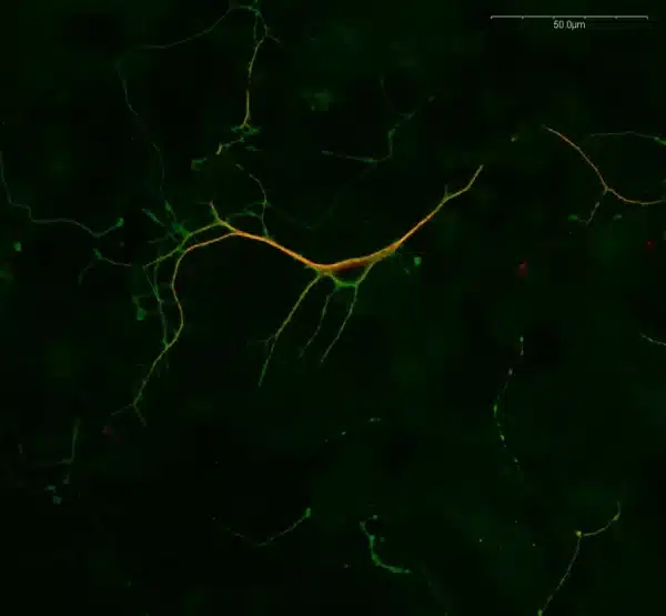 L-Glutamate (green) and MAP2 (red) immunostaining of mouse cortical primary neurons culture