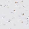 L-Kynurenine detection in human brain tissue by IHC