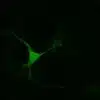 Phenyl-L.Alanine imaging in mouse embryonic midbrain neurons (E13.5)