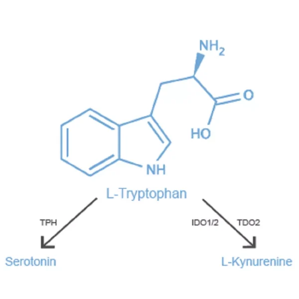 Amino acid L-Tryptophan