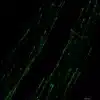 Norepinephrine fibers in the spinal cord of embryonic mouse.