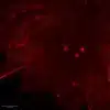 Serotonin antibody Serotoninergic neurons in crayfish brain