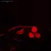 Serotonin antibody in crayfish eyetalk