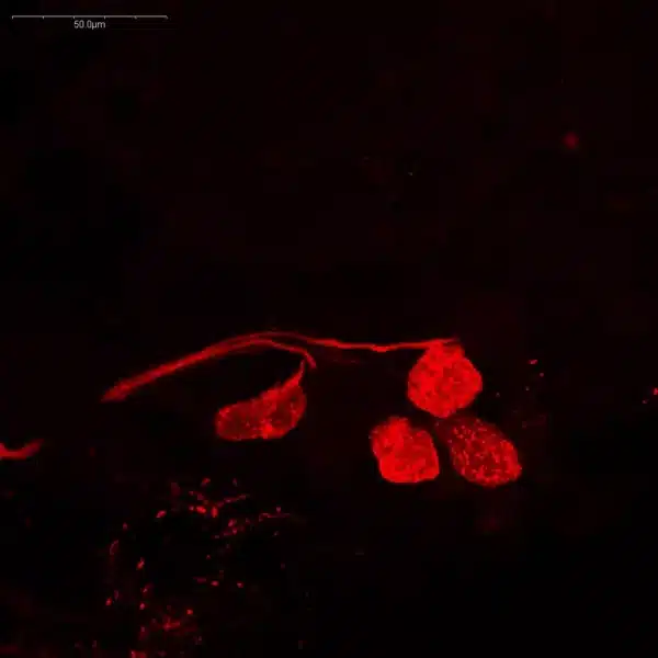 Serotonin antibody in crayfish eyetalk
