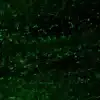 Serotonin neurons and fibers in embryonic mouse medulla