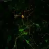 Staining of L-Serine and GABA positive neurons in mouse primary cortical culture
