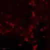 Tryptophan immunostaining in the CNS of embryonic mouse