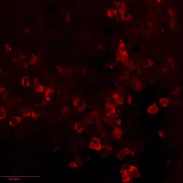 Tryptophan immunostaining in the CNS of embryonic mouse