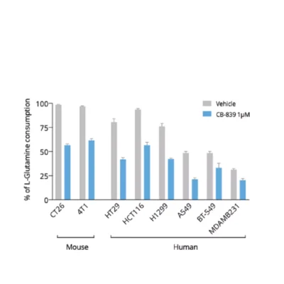 Tumor cell lines from both murine and human origins degrade Glutamine to support their high proliferating rate in a Gls1 dependent manner.
