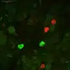 Dopaminergic and serotoninergic neurons in crayfish brain