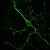 Imaging of L-DOPA neurons in mouse primary neurons