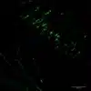 Noradrenergic neurons in the pons of embryonic mouse.