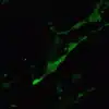 Noradrenergic neurons in CNS of mouse embryo.