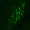 Imaging of Octopamine in brain of a crayfish