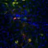 Dopaminergic neurons of the Substantia Nigra pars compacta (SNc) in coronal rat brain sections