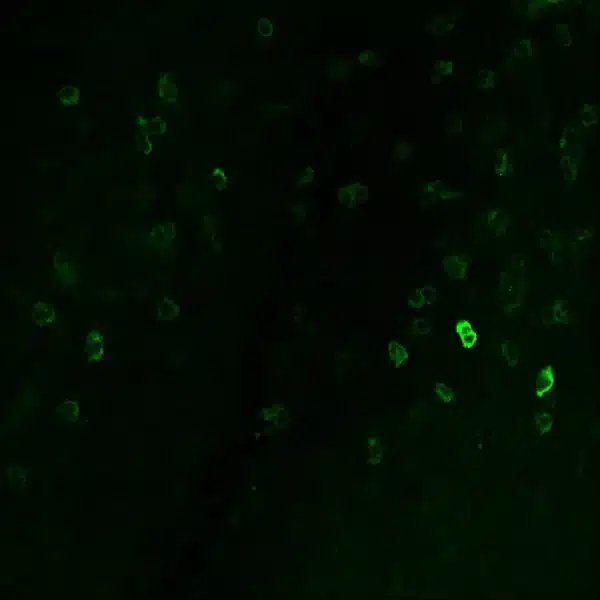 Low magnification of embryonic (E15.5) medulla immunostaining of glutamatergic cells.
