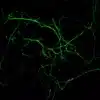 Glycine detection in primary mouse cortical neurons - fibers and soma