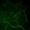 Immunofluorescence imaging of L-DOPA in crayfish