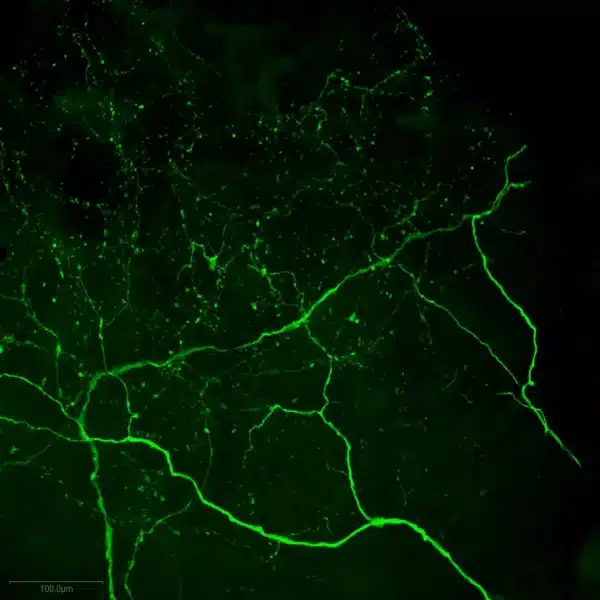 Immunofluorescence imaging of L-DOPA in crayfish