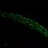 Glutamatergic cells in brain stem of mouse embryo ( E13.5).